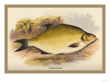 Common Bream Prints by A.f. Lydon