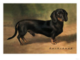 Dachshund Earl Satin Print