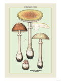 Poisonous Fungi: Fly Amanita Print