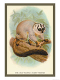 The Red-Footed Night-Monkey Posters by Sir William Jardine