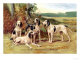 Gascon-Saintongeois Hounds of the Virelade Type Posters by Baron Karl Reille