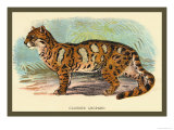 The Clouded Leopard Láminas por Sir William Jardine
