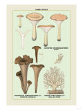 Edible Fungi: Coral-Like Hydnum Prints