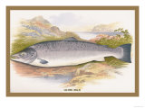 Salmon Prints by A.f. Lydon