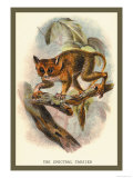 The Spectral Tarsier Print by Sir William Jardine