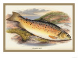 Gilaroo Trout Posters by A.f. Lydon