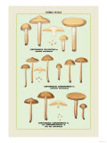 Edible Fungi: Half Red Cortinarius Photo