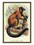 The Red-Ruffed Lemur Prints by Sir William Jardine