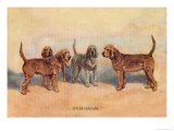 Otter Hounds Posters by Thomas Ivester Llyod