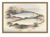Pollan and Powan Posters by A.f. Lydon