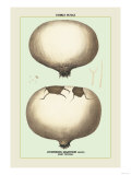 Edible Fungi: Giant Puff-Ball Posters