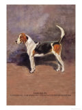 Harlequin Posters by Thomas Ivester Llyod