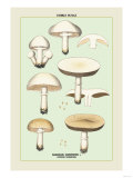 Edible Fungi: Common Mushroom Prints