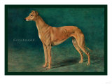 Coursing Greyhound Poster