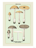 Edible Fungi: Sheathed Amanitopsis Poster