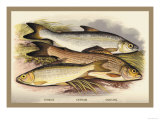 Vandance, Gwynaid and Grayling Prints by A.f. Lydon
