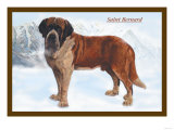 Smooth Coated Saint Bernard Lámina