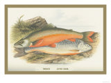 Torgoch and Alpine Charr. Print by A.f. Lydon
