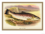 Great Lake Trout Prints by A.f. Lydon