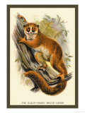 The Black-Eared Mouse Lemur Posters by Sir William Jardine
