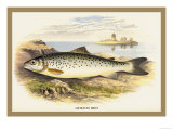 Lochleven Trout Prints by A.f. Lydon