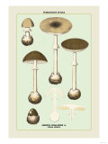 Poisonous Amanita Prints