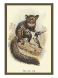The Aye-Aye Photo by Sir William Jardine