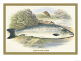 Grilse Posters by A.f. Lydon