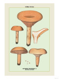 Edible Fungi: Delicious Lactarius Posters