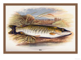 Pike Posters by A.f. Lydon