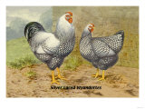 Silver Laced Wyandottes Affiches