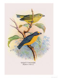 Violet Tanager Plakater av Arthur G. Butler Violet Tanager Plakater av Arthur G. Butler