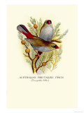 Australian Fire-Tailed Finch Posters by Arthur G. Butler