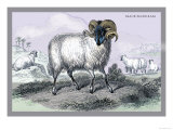 Black Faced Ram Prints by John Stewart