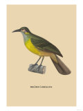 Philedon a Oreillons Prints