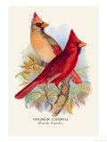 Virginian Cardinal Affiches par Arthur G. Butler