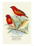 Madagascar Weaver, Comoro Weaver Bilder av Arthur G. Butler Madagascar Weaver, Comoro Weaver Bilder av Arthur G. Butler