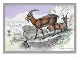 The Ecagus Print by John Stewart