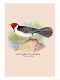 Yellow-Billed Cardinal Poster av Arthur G. Butler Yellow-Billed Cardinal Poster av Arthur G. Butler