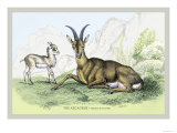 The Aegarus Posters by John Stewart