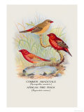 Common Amaduvale, American Fire Finch Plakat av Arthur G. Butler Common Amaduvale, American Fire Finch Plakat av Arthur G. Butler