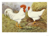 White Leghorns Poster