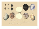 Natica Glauca, de Humboldt Prints