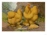 Buff Cochins Prints