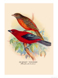 Scarlet Tanager Posters by Arthur G. Butler