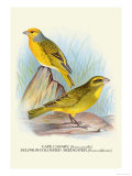 Cape Canary, Sulphur-Coloured Seed-Eater Posters by Arthur G. Butler
