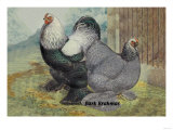 Dark Brahmas Photo