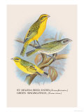 St. Helena Seed-Eater, Green Singing-Finch Poster par Arthur G. Butler