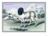 The Persian Sheep Posters by John Stewart