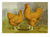 Buff Orpingtons Print